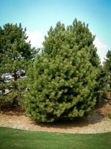 Сосна Чёрная (Pinus Nigra) купить по цене от 270.00р. в интернет-магазине «Посадика» с доставкой почтой в в Похвистневое и по всей России – [изображение №1].