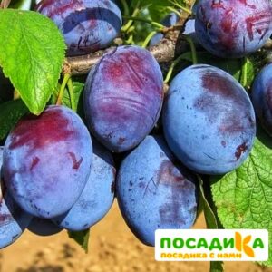 Слива Чачакская ранняя купить по цене от 229.00р. в интернет-магазине «Посадика» с доставкой почтой в в Похвистневое и по всей России – [изображение №1].