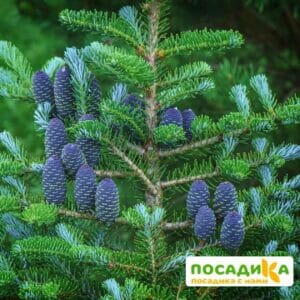 Пихта корейская (Abies koreana) купить по цене от 450.00р. в интернет-магазине «Посадика» с доставкой почтой в в Похвистневое и по всей России – [изображение №1].