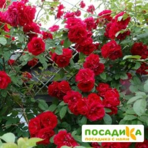Роза плетистая Амадеус купить по цене от 399.00р. в интернет-магазине «Посадика» с доставкой почтой в в Похвистневое и по всей России – [изображение №1].