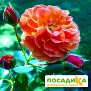 Роза Арабия купить по цене от 350.00р. в интернет-магазине «Посадика» с доставкой почтой в в Похвистневое и по всей России – [изображение №1].