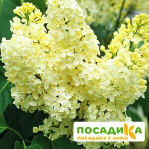 Сирень Примроуз (Primrose) купить по цене от 529.00р. в интернет-магазине «Посадика» с доставкой почтой в в Похвистневое и по всей России – [изображение №1].