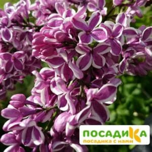 Сирень Сенсация купить по цене от 529.00р. в интернет-магазине «Посадика» с доставкой почтой в в Похвистневое и по всей России – [изображение №1].