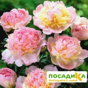 Пион Распберри Сандей (Paeonia Raspberry Sundae) купить по цене от 959р. в интернет-магазине «Посадика» с доставкой почтой в в Похвистневое и по всей России – [изображение №1].