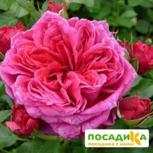 Шраб Роза Соул купить по цене от 390.00р. в интернет-магазине «Посадика» с доставкой почтой в в Похвистневое и по всей России – [изображение №1].