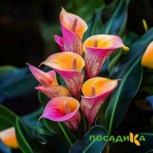Калла Оникс купить по цене от 450р. в интернет-магазине «Посадика» с доставкой почтой в в Похвистневое и по всей России – [изображение №1].