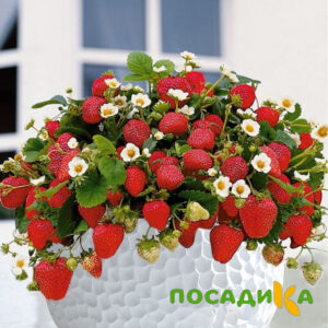 Клубника Рубиновый Шепот (горшечная) купить по цене от 240р. в интернет-магазине «Посадика» с доставкой почтой в в Похвистневое и по всей России – [изображение №1].