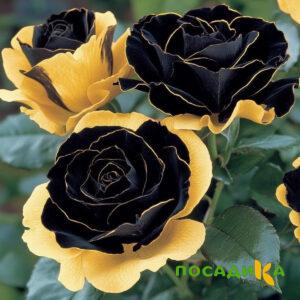 Роза Ханни Сикл купить по цене от 700р. в интернет-магазине «Посадика» с доставкой почтой в в Похвистневое и по всей России – [изображение №1].