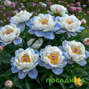Пион акварельный Этюд купить по цене от 806р. в интернет-магазине «Посадика» с доставкой почтой в в Похвистневое и по всей России – [изображение №1].