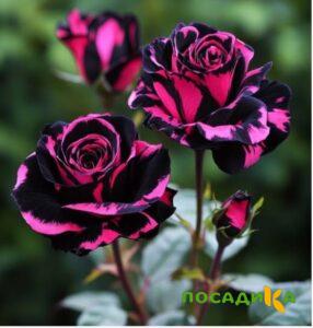 Роза Багровый Шепот купить по цене от 366р. в интернет-магазине «Посадика» с доставкой почтой в в Похвистневое и по всей России – [изображение №1].