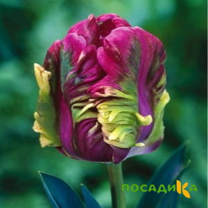 Тюльпан Экзотик Хэвен купить по цене от 186р. в интернет-магазине «Посадика» с доставкой почтой в в Похвистневое и по всей России – [изображение №1].