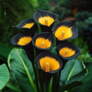 Калла Легато купить по цене от 620р. в интернет-магазине «Посадика» с доставкой почтой в в Похвистневое и по всей России – [изображение №1].