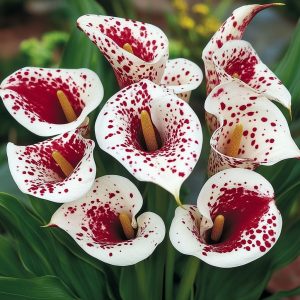 Калла Эмпайр купить по цене от 302р. в интернет-магазине «Посадика» с доставкой почтой в в Похвистневое и по всей России – [изображение №1].