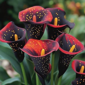 Калла Нуар купить по цене от 299р. в интернет-магазине «Посадика» с доставкой почтой в в Похвистневое и по всей России – [изображение №1].