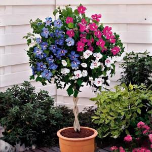 Гибискус-Дерево Триколор купить по цене от 289р. в интернет-магазине «Посадика» с доставкой почтой в в Похвистневое и по всей России – [изображение №1].