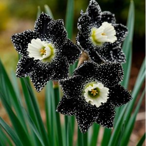 Нарцисс Кассата купить по цене от 372р. в интернет-магазине «Посадика» с доставкой почтой в в Похвистневое и по всей России – [изображение №1].