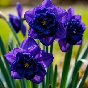 Нарцисс Арт Нуво купить по цене от 378р. в интернет-магазине «Посадика» с доставкой почтой в в Похвистневое и по всей России – [изображение №1].