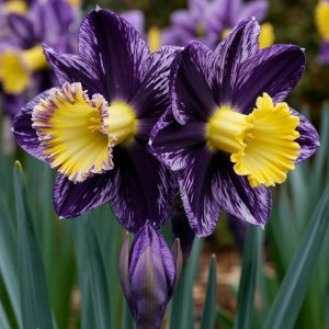 Нарцисс Акропоис купить по цене от 382р. в интернет-магазине «Посадика» с доставкой почтой в в Похвистневое и по всей России – [изображение №1].