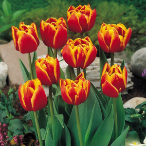 Тюльпан Блэк Фаер купить по цене от 275р. в интернет-магазине «Посадика» с доставкой почтой в в Похвистневое и по всей России – [изображение №1].