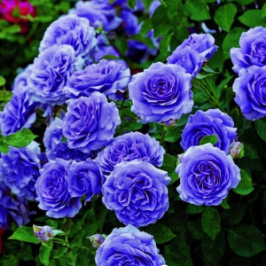 Роза Блю Мун купить по цене от 450р. в интернет-магазине «Посадика» с доставкой почтой в в Похвистневое и по всей России – [изображение №1].