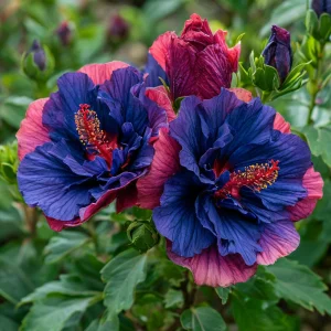 Гибискус Роуз Шайн купить по цене от 360р. в интернет-магазине «Посадика» с доставкой почтой в в Похвистневое и по всей России – [изображение №1].