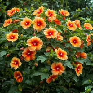 Гибискус Кристал Рэй купить по цене от 458р. в интернет-магазине «Посадика» с доставкой почтой в в Похвистневое и по всей России – [изображение №1].