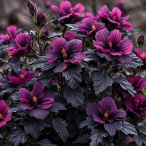 Гибискус Корал Чарм купить по цене от 271р. в интернет-магазине «Посадика» с доставкой почтой в в Похвистневое и по всей России – [изображение №1].