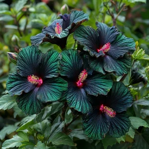 Гибискус Пикок Плюм купить по цене от 490р. в интернет-магазине «Посадика» с доставкой почтой в в Похвистневое и по всей России – [изображение №1].