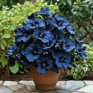 Гибискус Селестиал Флейм купить по цене от 326р. в интернет-магазине «Посадика» с доставкой почтой в в Похвистневое и по всей России – [изображение №1].