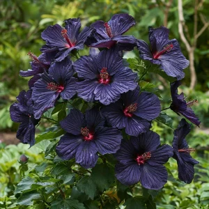 Гибискус Мэджик Момент купить по цене от 699р. в интернет-магазине «Посадика» с доставкой почтой в в Похвистневое и по всей России – [изображение №1].