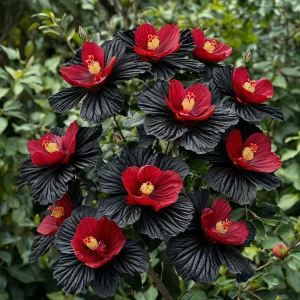 Гибискус Ройял Афеа купить по цене от 460р. в интернет-магазине «Посадика» с доставкой почтой в в Похвистневое и по всей России – [изображение №1].