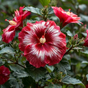 Гибискус Пурпл Мистик купить по цене от 360р. в интернет-магазине «Посадика» с доставкой почтой в в Похвистневое и по всей России – [изображение №1].