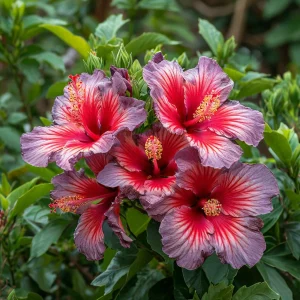 Гибискус Кримсон Флейм купить по цене от 479р. в интернет-магазине «Посадика» с доставкой почтой в в Похвистневое и по всей России – [изображение №1].