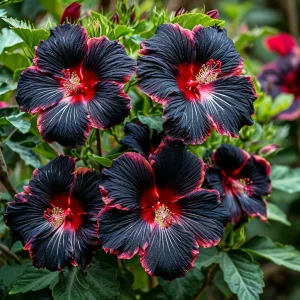 Гибискус садовый Файер Дэнсер купить по цене от 450р. в интернет-магазине «Посадика» с доставкой почтой в в Похвистневое и по всей России – [изображение №1].