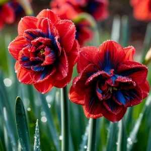 Нарцисс Эрличе купить по цене от 386р. в интернет-магазине «Посадика» с доставкой почтой в в Похвистневое и по всей России – [изображение №1].