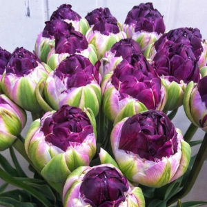 Тюльпан Анаконда купить по цене от 450р. в интернет-магазине «Посадика» с доставкой почтой в в Похвистневое и по всей России – [изображение №1].