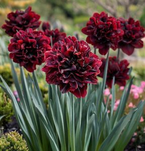 Нарцисс Малиновая Вуаль купить по цене от 3000р. в интернет-магазине «Посадика» с доставкой почтой в в Похвистневое и по всей России – [изображение №1].